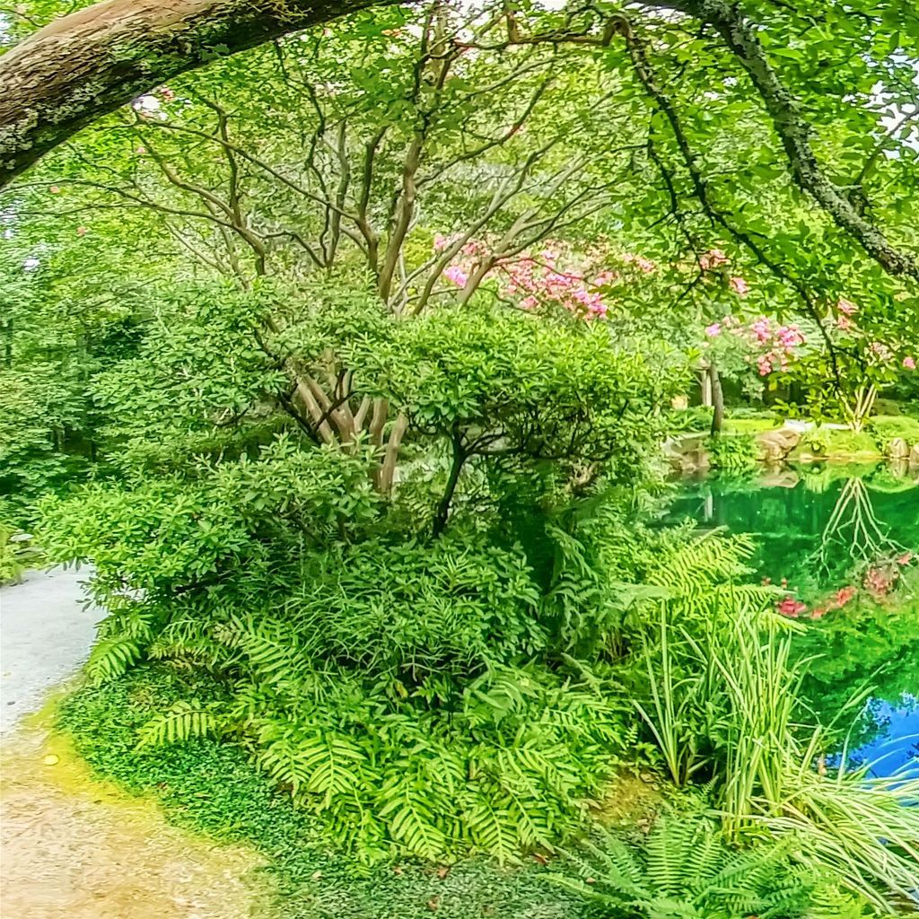 Japanese Garden - Beginning 6