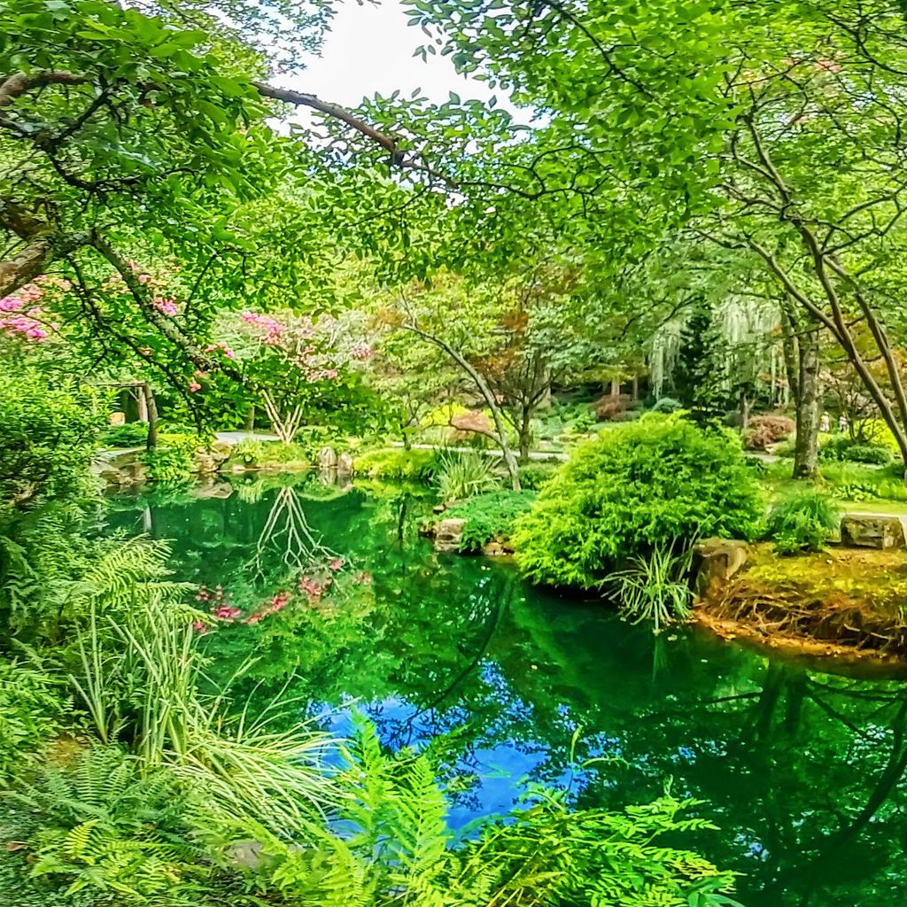 Japanese Garden - Beginning 7