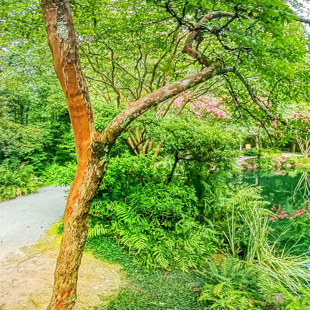 Japanese Garden - Beginning 8