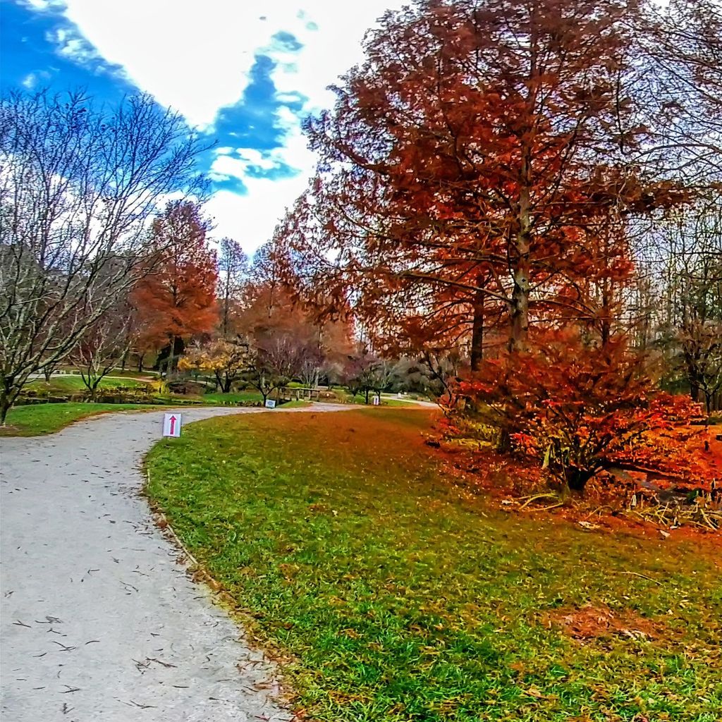 Waterlily Bridge - Fall 1