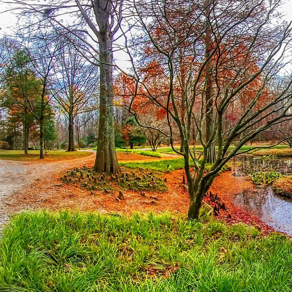 Monet Pond - Fall 1