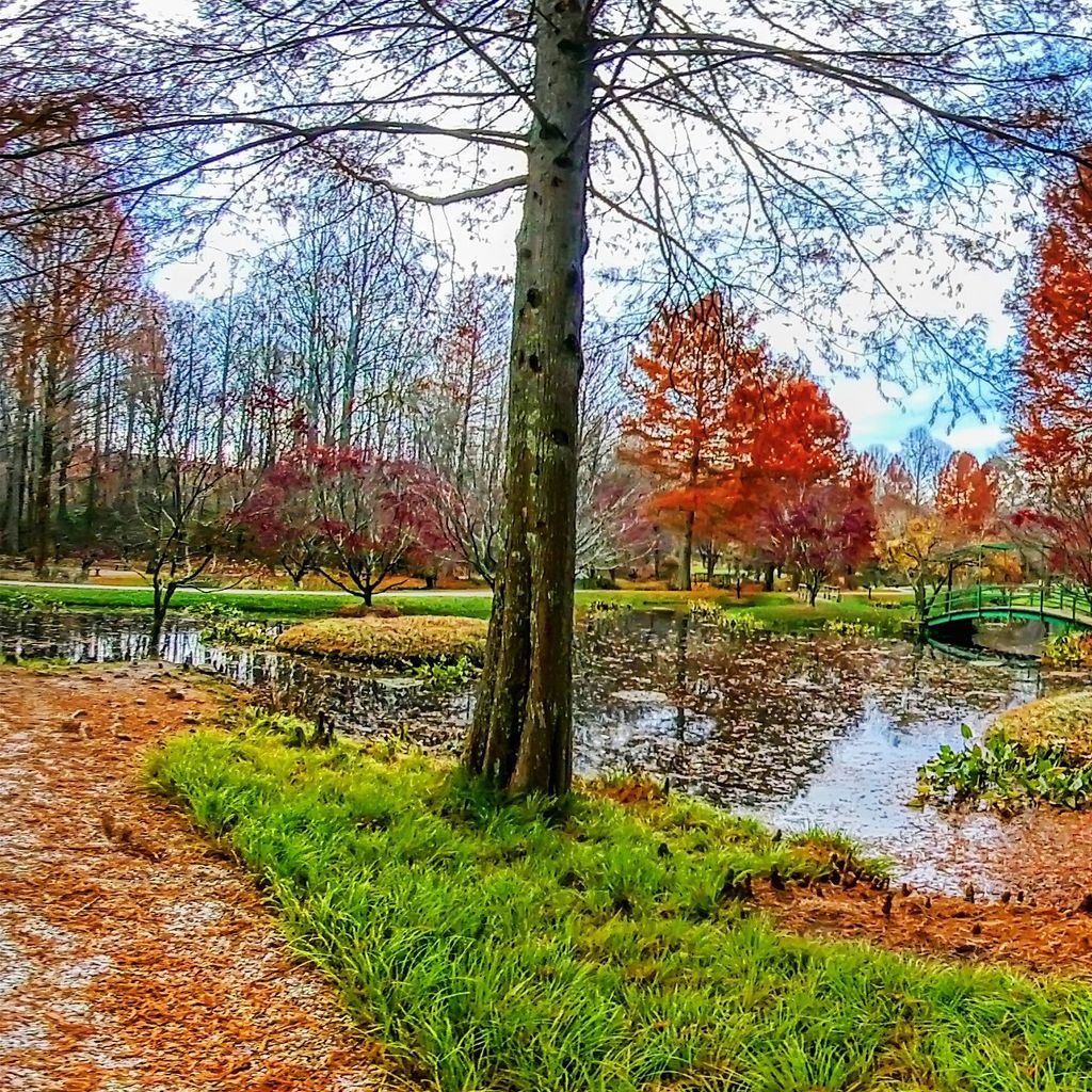 Monet Pond - Fall 5
