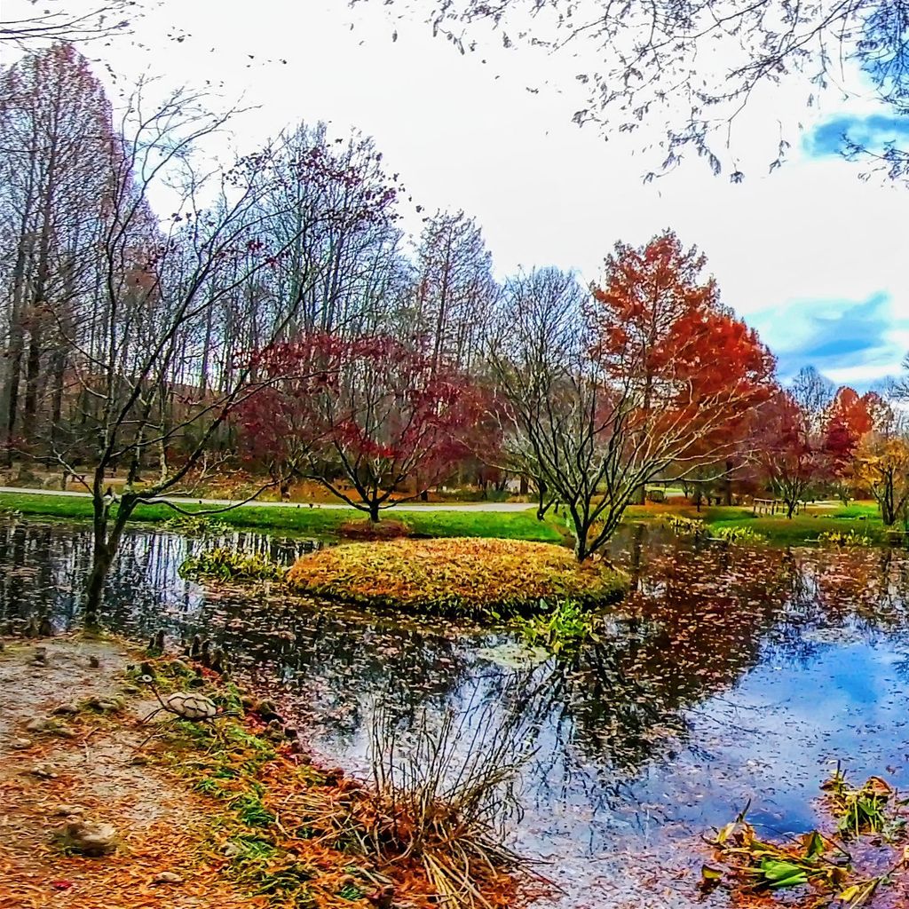 Monet Bridge - Fall 6