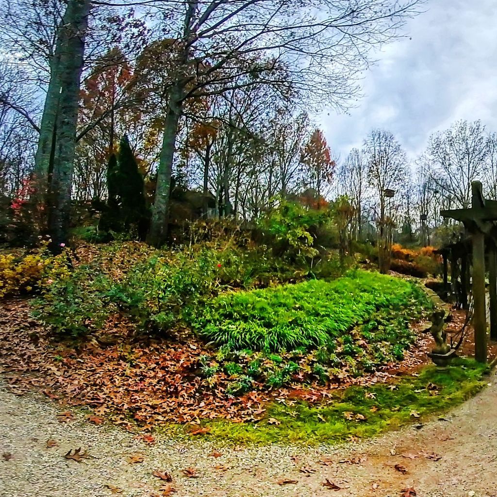 Rose Arbor 1