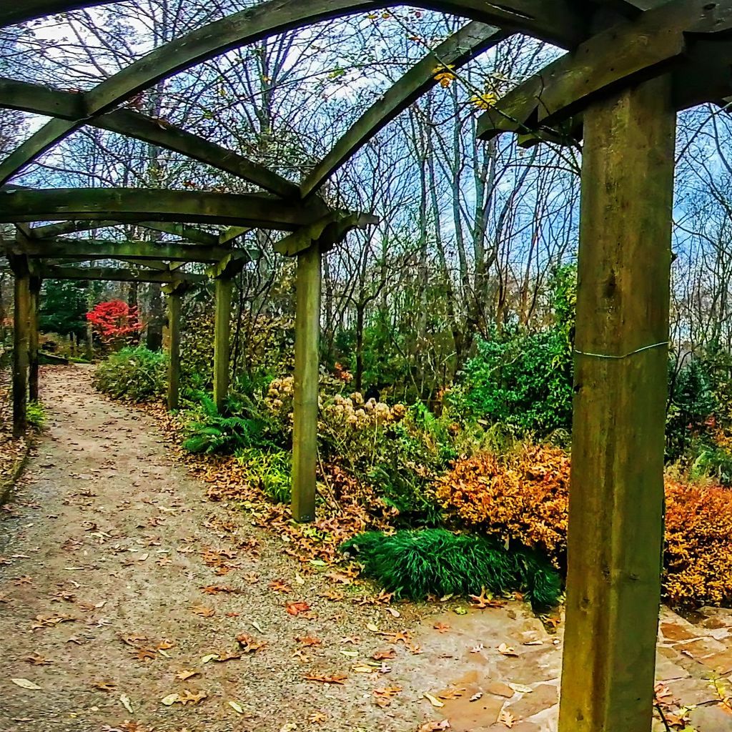 Rose Arbor 6