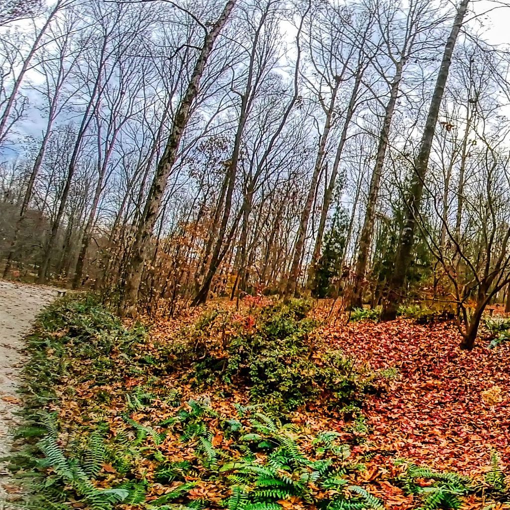 Manor Path 1