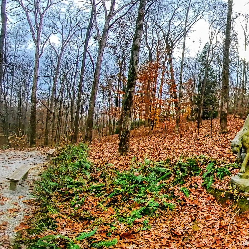 Manor Path - Panther