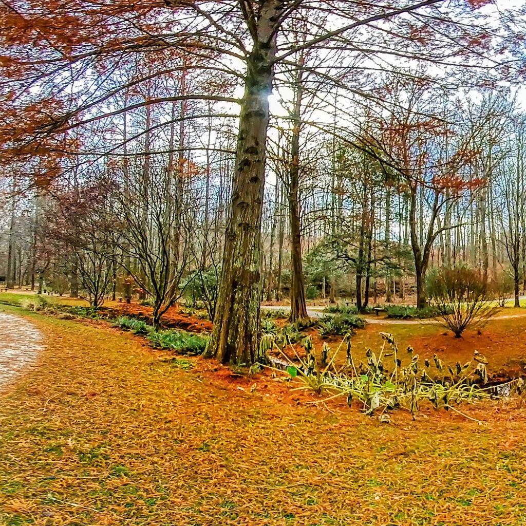 Waterlily Bridge - Fall 2