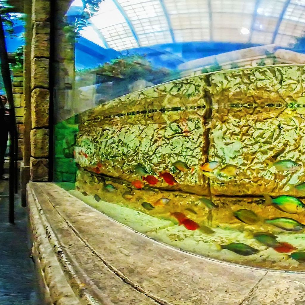 Mandalay Bay - Aquarium 1