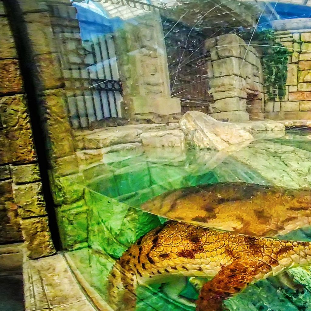 Mandalay Bay - Aquarium 2