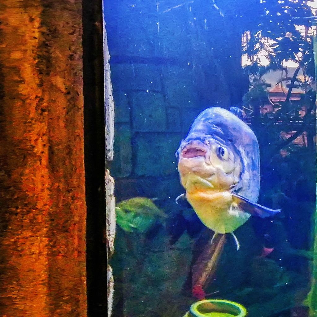 Mandalay Bay - Aquarium 3