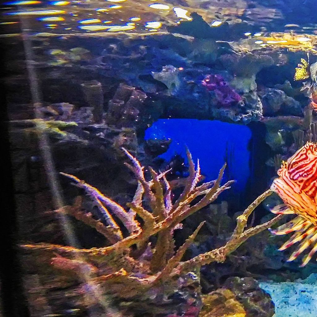 Mandalay Bay - Aquarium 4