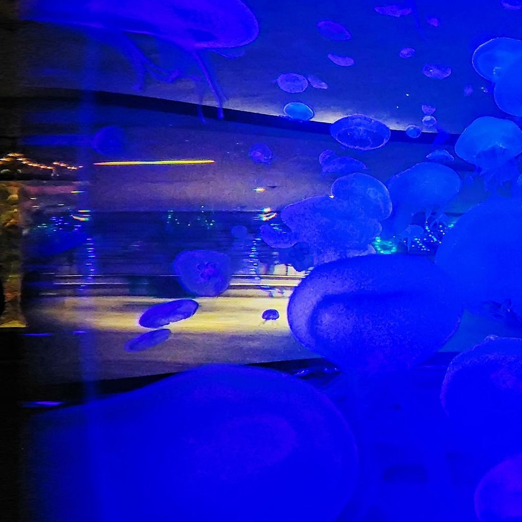 Mandalay Bay - Aquarium 5