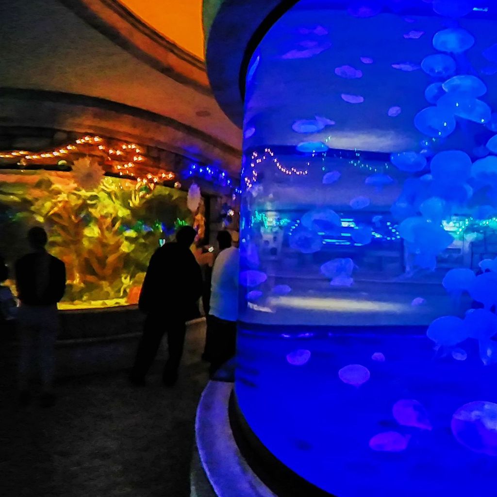 Mandalay Bay - Aquarium 6