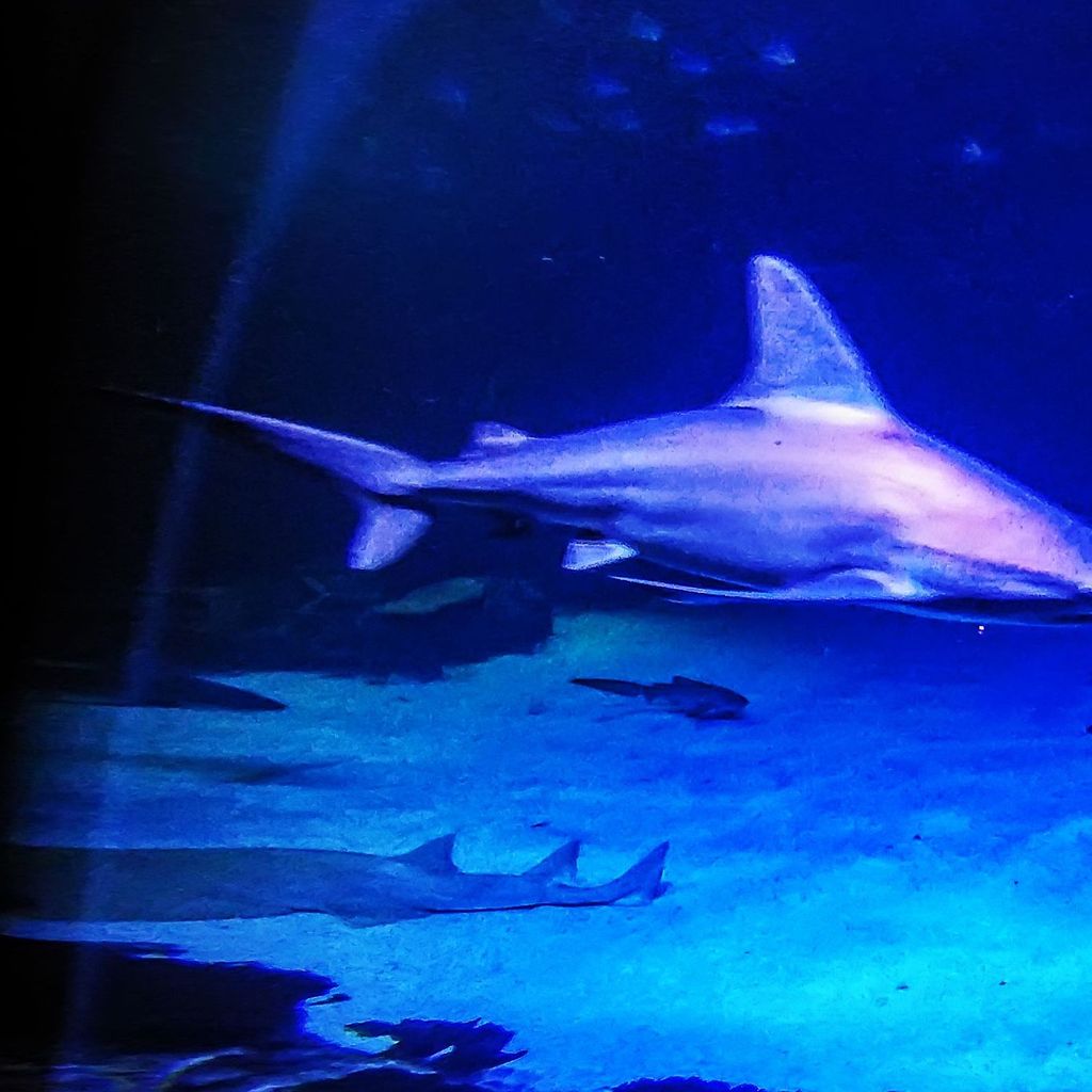 Mandalay Bay - Aquarium 7