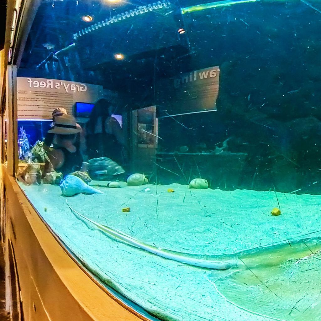 Tybee Island - Marine Science Center