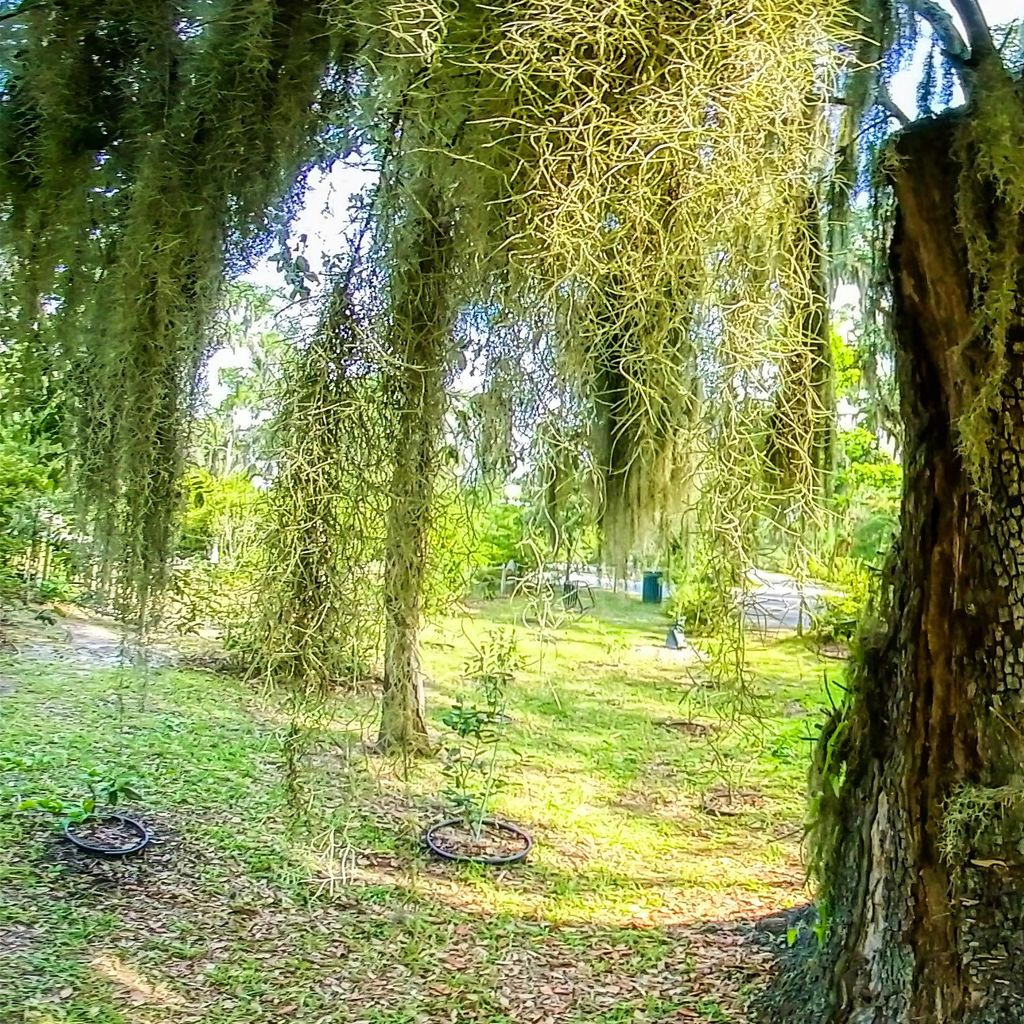Bonaventure Cemetary 6