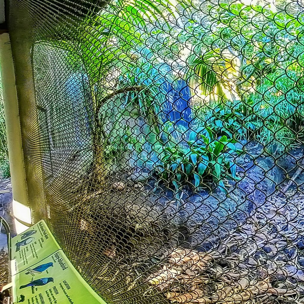 Zoo - Birds