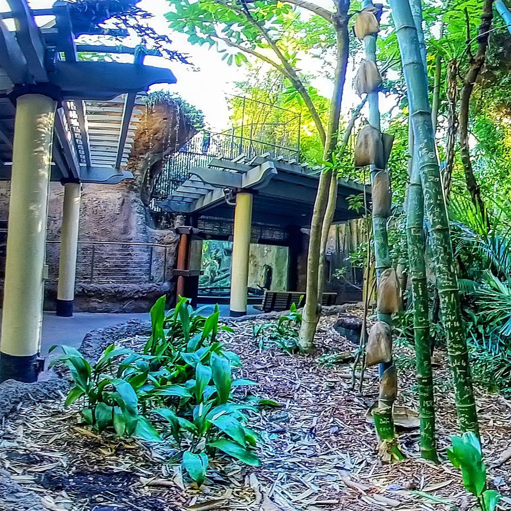 Zoo - Bamboo
