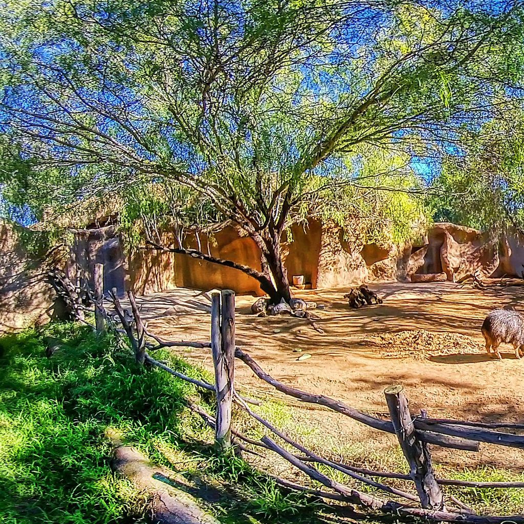 Zoo - Peccary