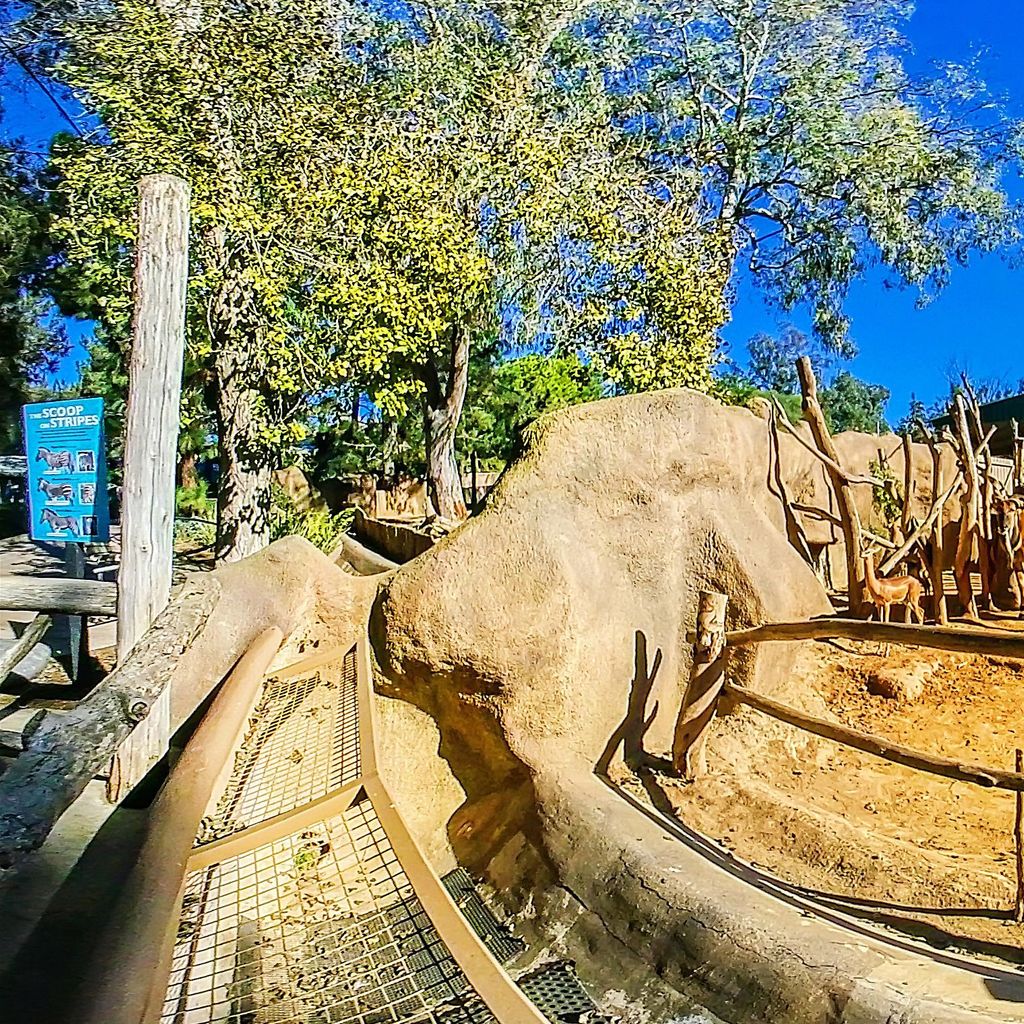 Zoo - Nubian Ibex