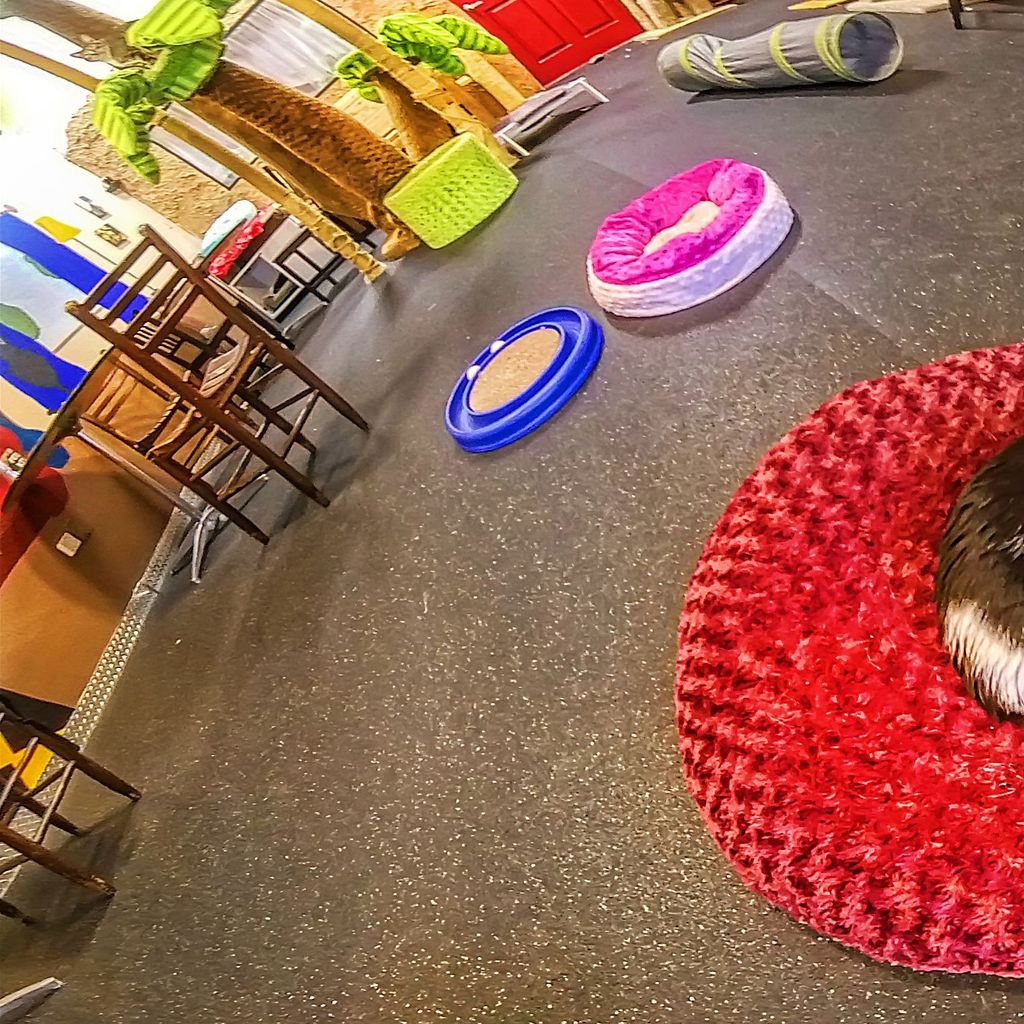 Cat Cafe 2