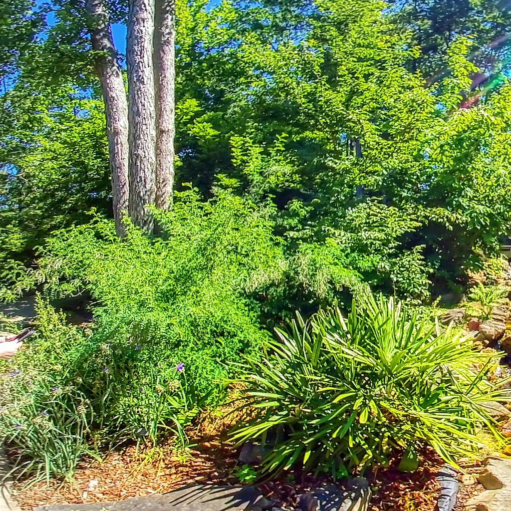 Stream Garden Level 2 - Summer