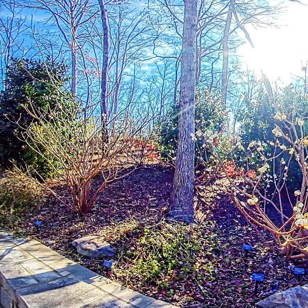 Stream Garden - Winter