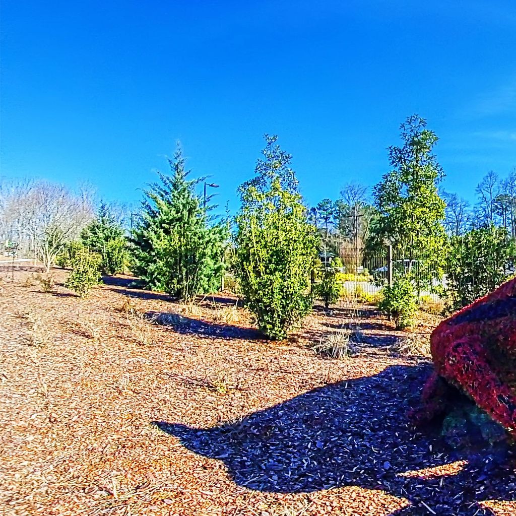 Plant Frog - Winter