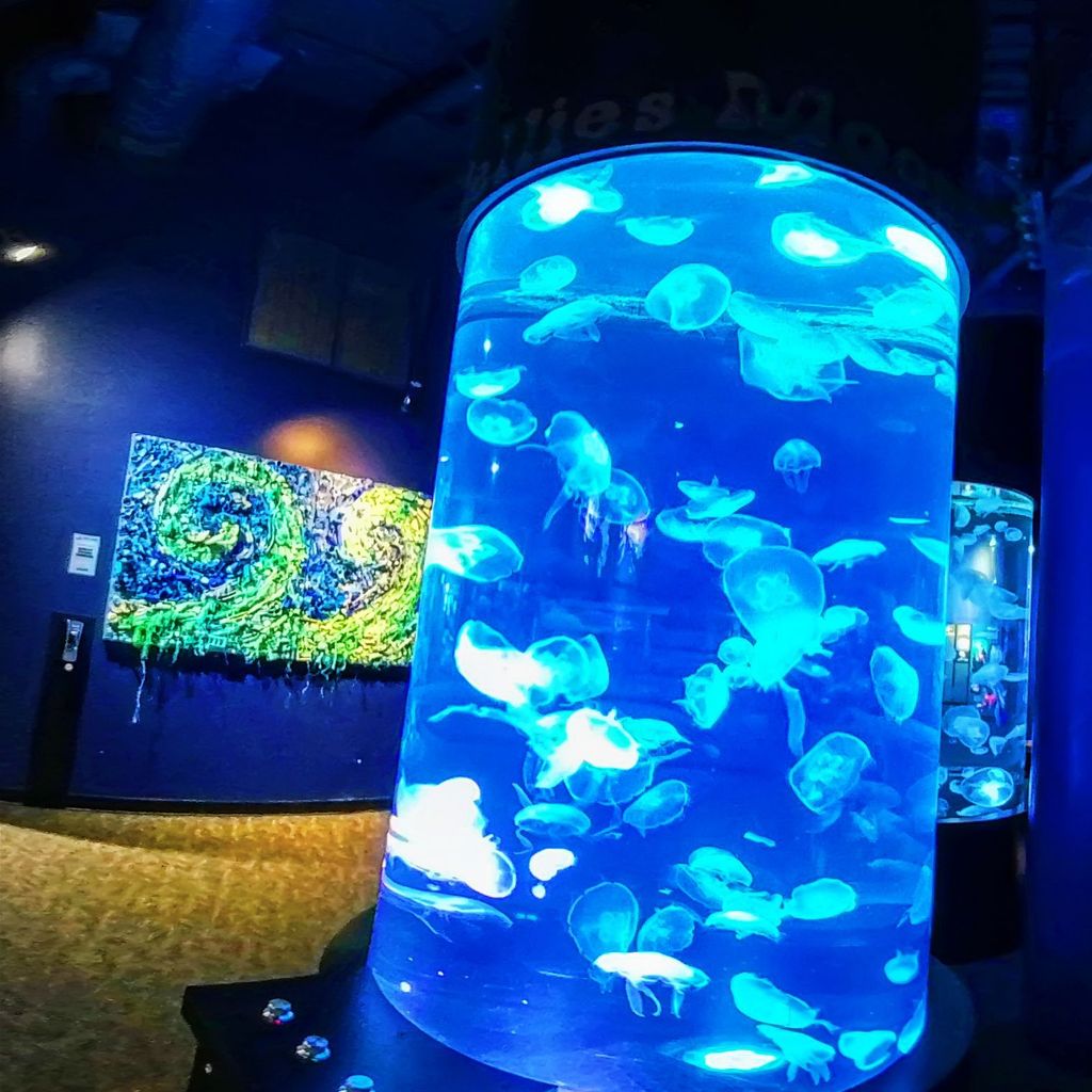 TA - Ocean Journey 12