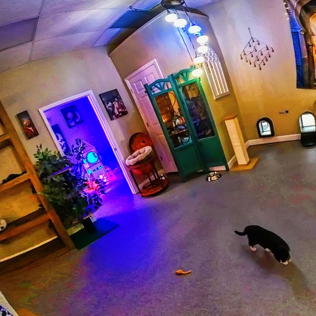 Naughty Cat Cafe 3