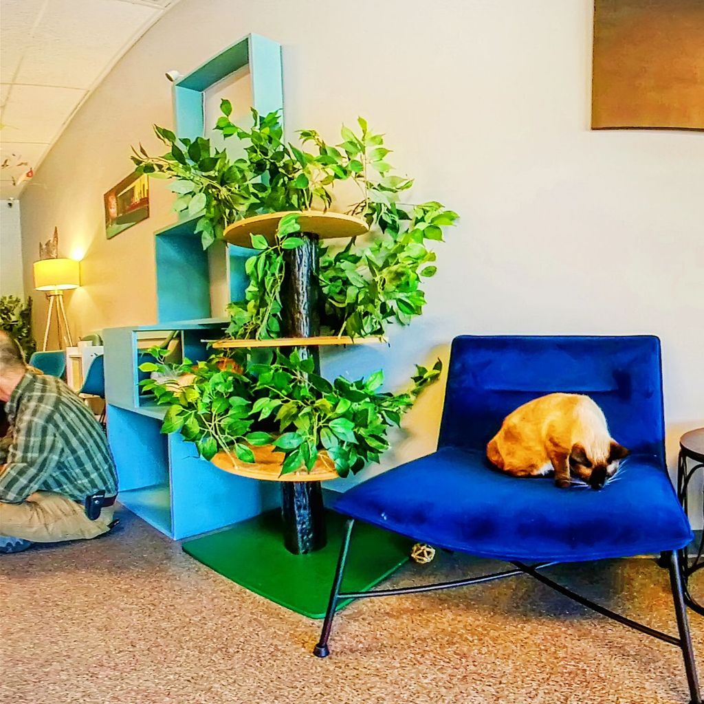 Naughty Cat Cafe 5
