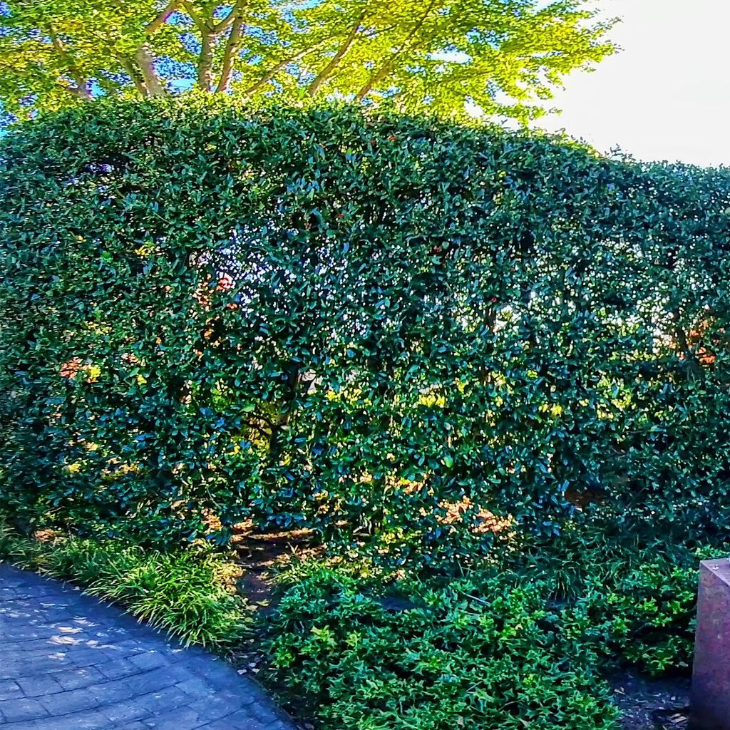 Sculpture Garden 9