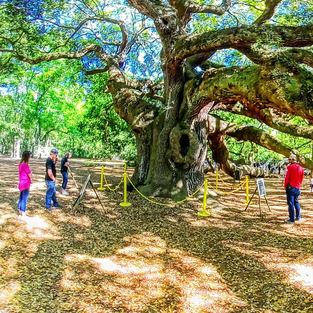 Angel Oak Tree 1
