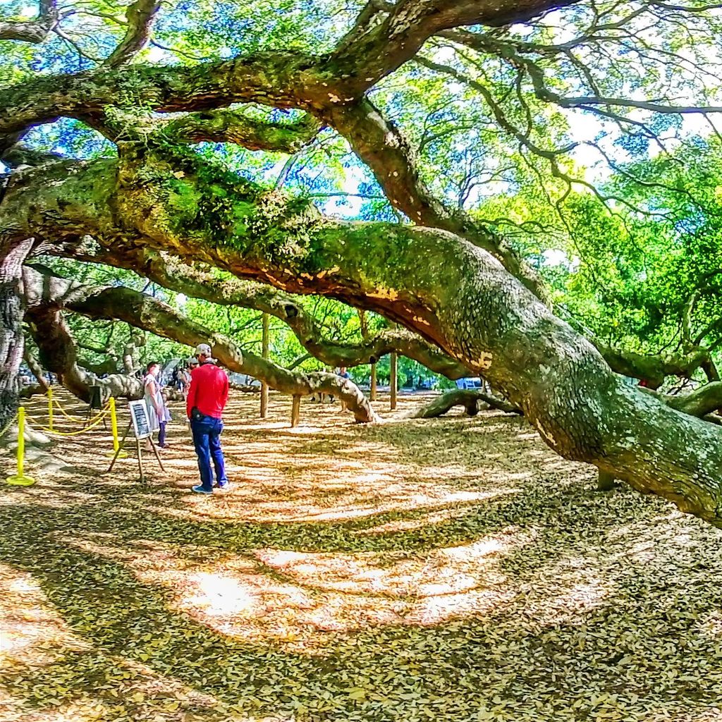 Angel Oak Tree 2