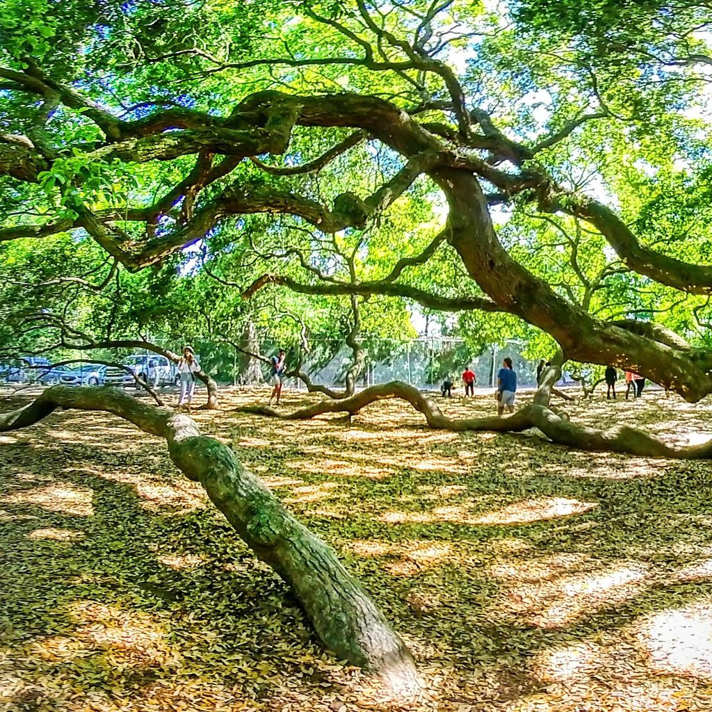 Angel Oak Tree 3